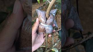 Download lagu The Fastest Longan Graft! mp3