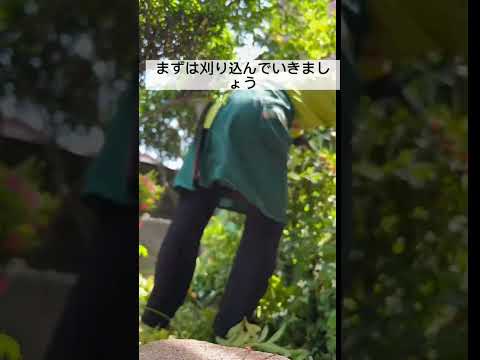 レンゲツツジ 2022年春