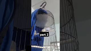 Download lagu Lovebird ngekek gaya unik mp3