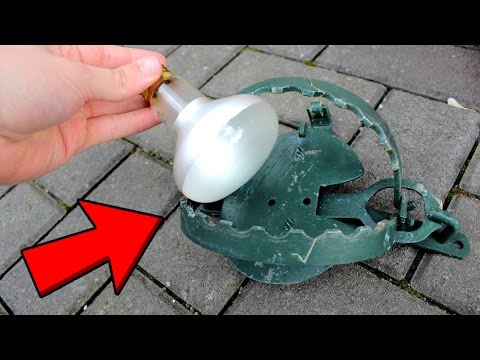 EXPERIMENT - BÄRENFALLE vs GLÜHBIRNE