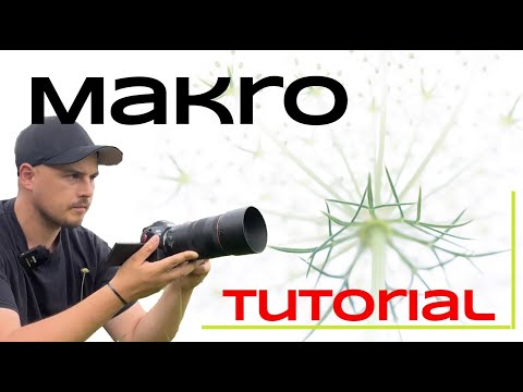 Nature photography tutorial for bad weather +- image editing | Macro photography of the wild carrot