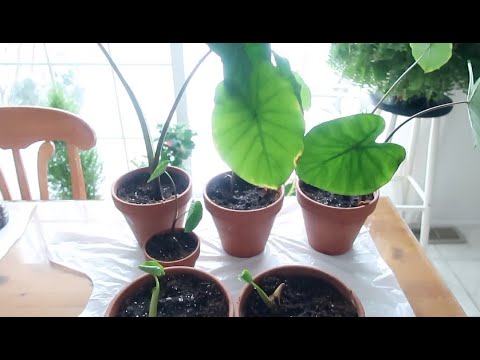 Growing Taro Elephant Ears at Home: A 100% Success Guide from Grocery Store to Garden | 토란