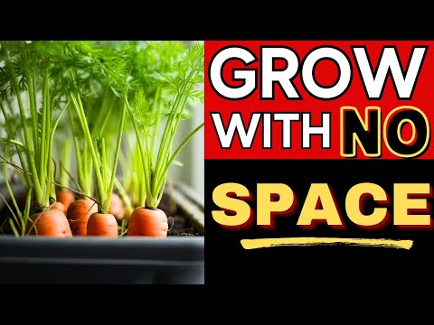 Grow HUGE Carrots Indoors With These 6 Steps! 🥕