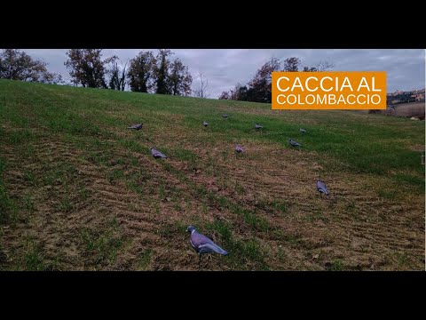 caccia-ai-colombacci: Video Colombaccio 2024: una giornata di caccia dal campo