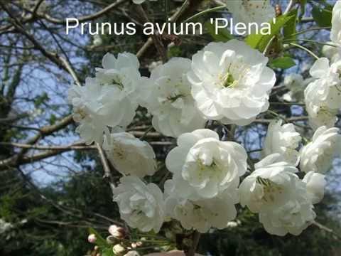 Prunus avium 'Plena'