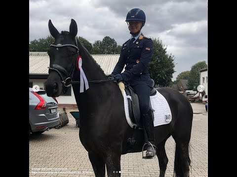 Oldenburger Stute "Charming Venice" Januar 2022