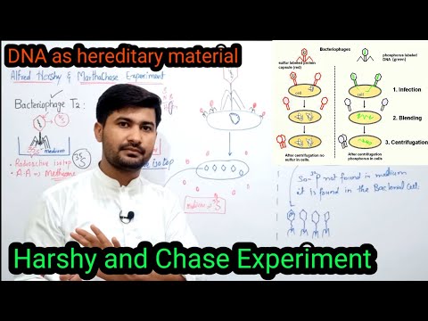 Hershey and Chase experiment | DNA as hereditary material | Biology class 12
