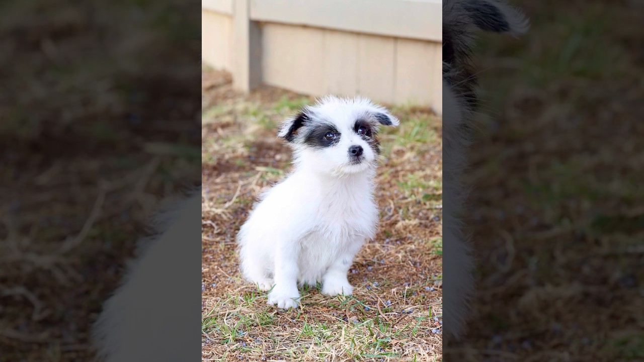 Enlarge Maya, an adopted mixed breed in Warrenton, VA video 3/6