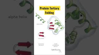 How Proteins Fold: The Tertiary Structure of Proteins Explained