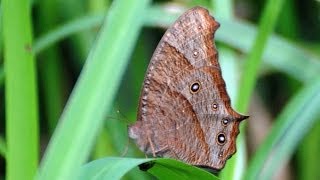 Butterflies/Moths In New Caledonia