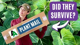 Import Plant Haul! Will Aroid Asia's IMPROVED Plant Shipping Method Win Me Over?