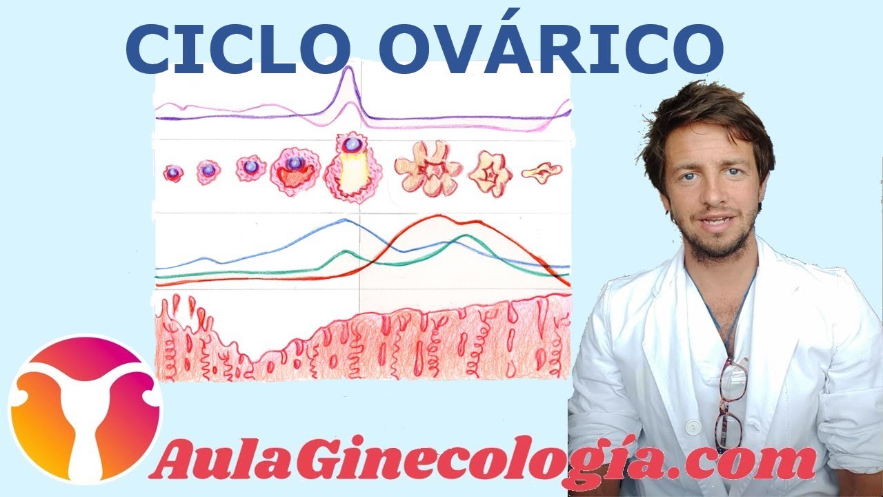 CICLO OVÁRICO: Explicación del ciclo menstrual y hormonal  - Ginecología y Obstetricia -