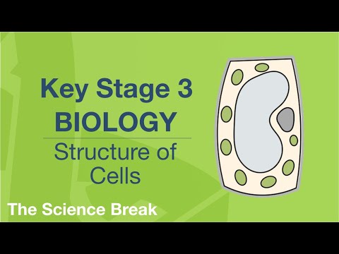 Key Stage 3 Science (Biology) - Structure of Cells