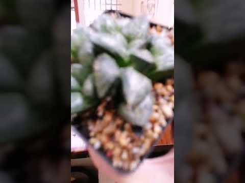 Rare succulants! Shade growing plants/succulants #shorts