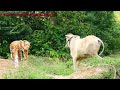 Fake Tiger Prank Cow Fake Cow Prank Tiger Has Ha So Funny