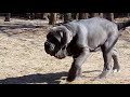 Neapolitan Mastiff puppy for sale