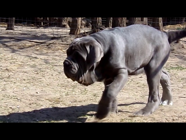 Mastino Neapolitano welpen kaufen