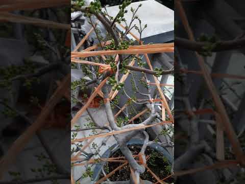 mai vàng trồng tại miền bắc ngày (18/12 âm lịch)