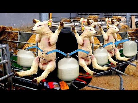 Amazing Modern Automatic Sheep Farming Technology - Fastest Shearing, Cleaning and Milking Machines