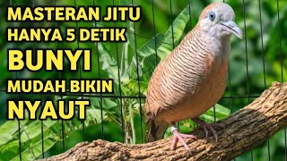 Download lagu Perkutut Lokal Gacor Suara Super Kristal - Pancingan Malas Bunyi (99%AMPUH BANGET) mp3 Download lagu Perkutut Lokal Gacor Suara Super Kristal - Pancingan Malas Bunyi (99%AMPUH BANGET) mp3