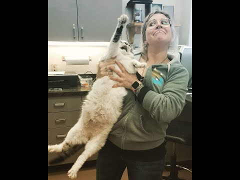 Cats Who HATE The Vet! (A Compilation)