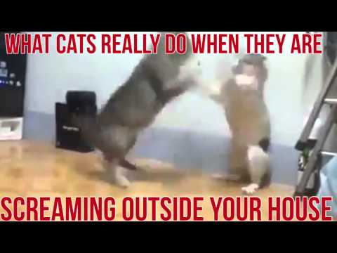 What Cats Really Do When They Are Screaming Outside Your House