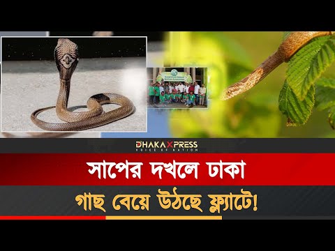 আতঙ্কে ঢাকা! বাড়ছে বিষধর সাপের উপদ্রব