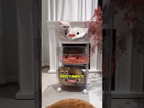 EL GATO DUEÑO DEL PISO VIP 😾