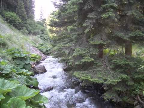 Belo platno - Vrbice, vrbo zelena