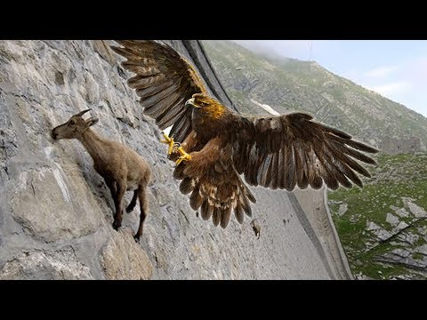 Eagles hunting Mountain goat !!! Let's watch the Eagles use their skills to catch the Mountain goat