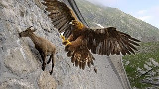 Eagles hunting Mountain goat !!! Lets watch the Ea