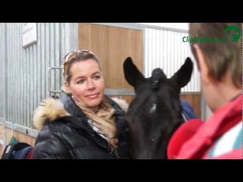 Hannoveraner Hengstmarkt | Impressionen | Verden | 2012