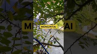 Download lagu SI MPUS SKILL MENGINTAI! #kucingkampung #kucing #kucinglucu #cat #catshort #fyp mp3