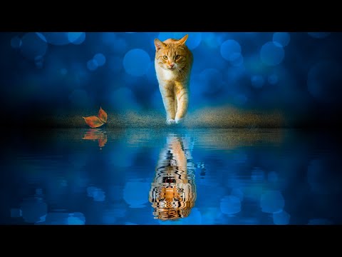How to  create Cat and Tiger Reflection in Photoshop | The Cat Tiger Reflection | Photoshop Tutorial