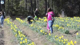 The daffodils are blooming early in Bluffton this year