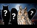 Owl Call Quiz Can You Identify These 8 Species