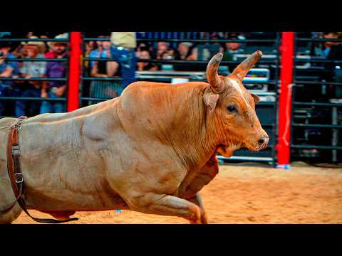 Touros Puladores do Rodeio Brasileiro em ação na arena
