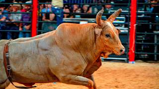 Touros Puladores do Rodeio Brasileiro em ação na arena