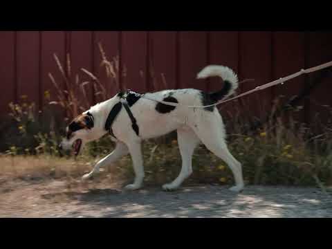 Franzisca Vet Clinic - Help us Help Them