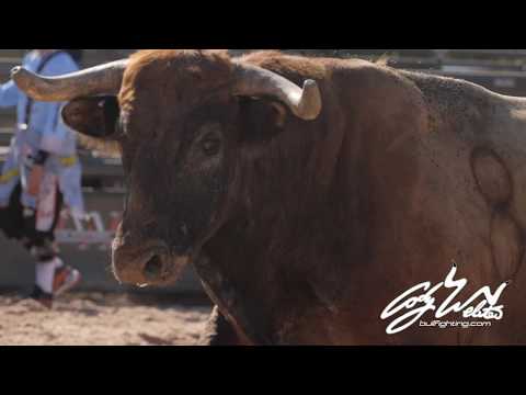 The Beaches of Winnabago Freestyle Bullfight "Bull Talk" Tips on Reading your Bull