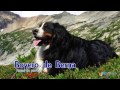 Boyero de Montaña de Berna - El perro Boyero de Berna Boyero de Montaña de Berna - El perro Boyero de Berna