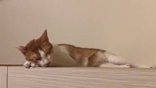 [問題] 貓咪呼吸問題