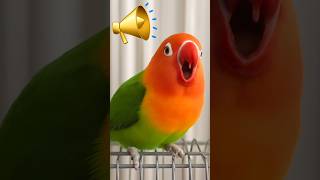 Download lagu Suara kicau dan nyanyian burung lovebird ππ¦ | #shorts #lovebirds #parrot mp3 Download lagu Suara kicau dan nyanyian burung lovebird ππ¦ | #shorts #lovebirds #parrot mp3