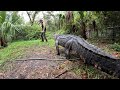 Gator Chases Me Sanctuary Vlog