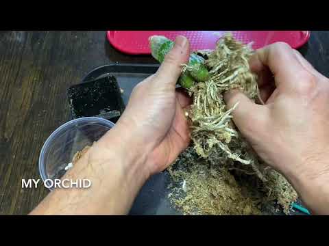 Repotting Monierara Millenium Magic ‘Witchcraft’ AM/AOS