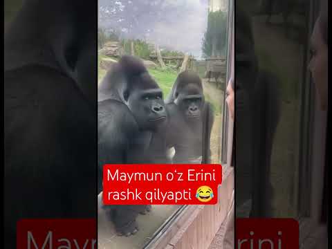 Rashk oʻz oʻrnida goʻzal 🥹😊 #funny #love #1m #behruzchik