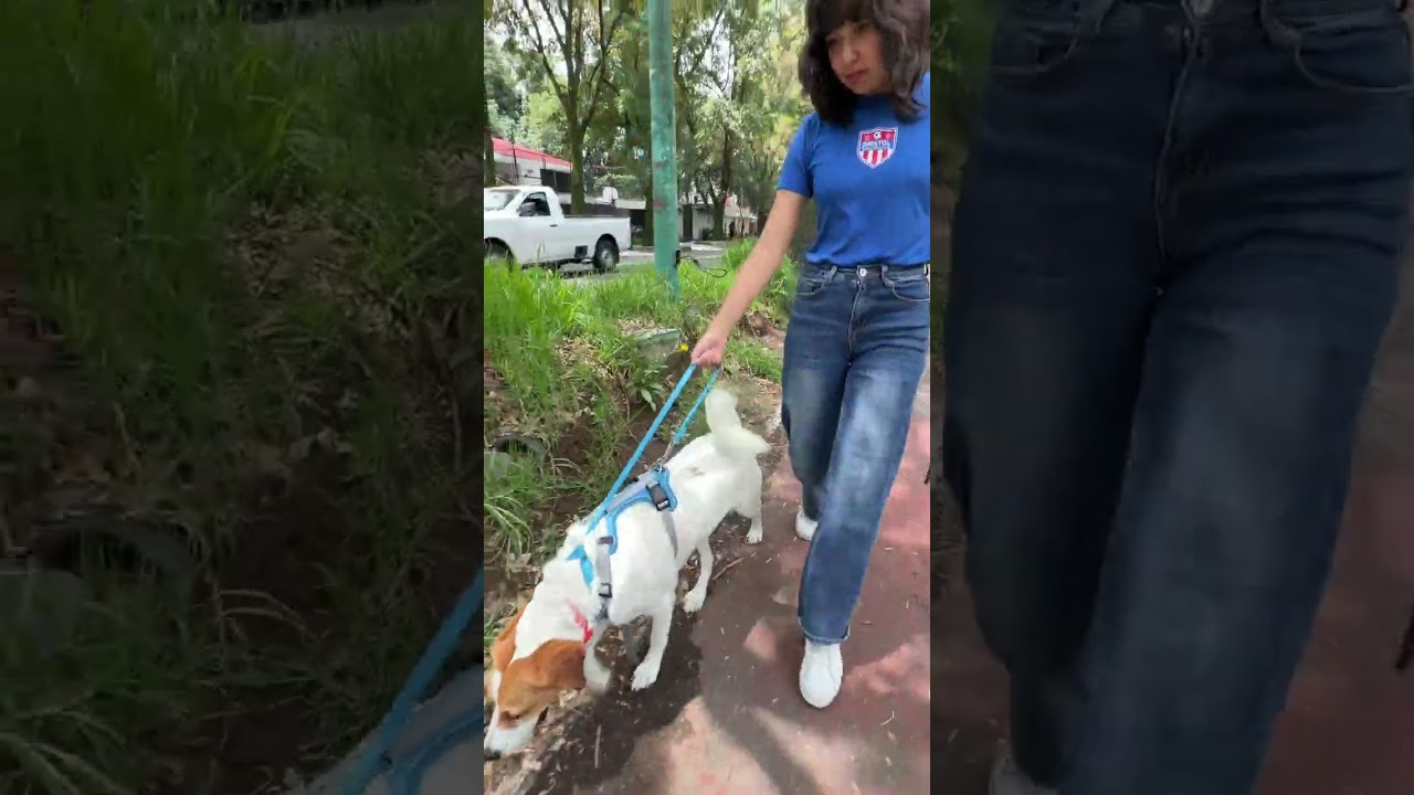 Enlarge CAMILIA, a Adoptable mixed breed in Langley, BC video 6/6