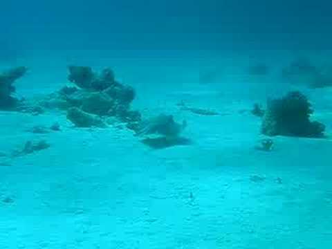 Ein kleiner Rochen, Makadi Bay,Ägypten