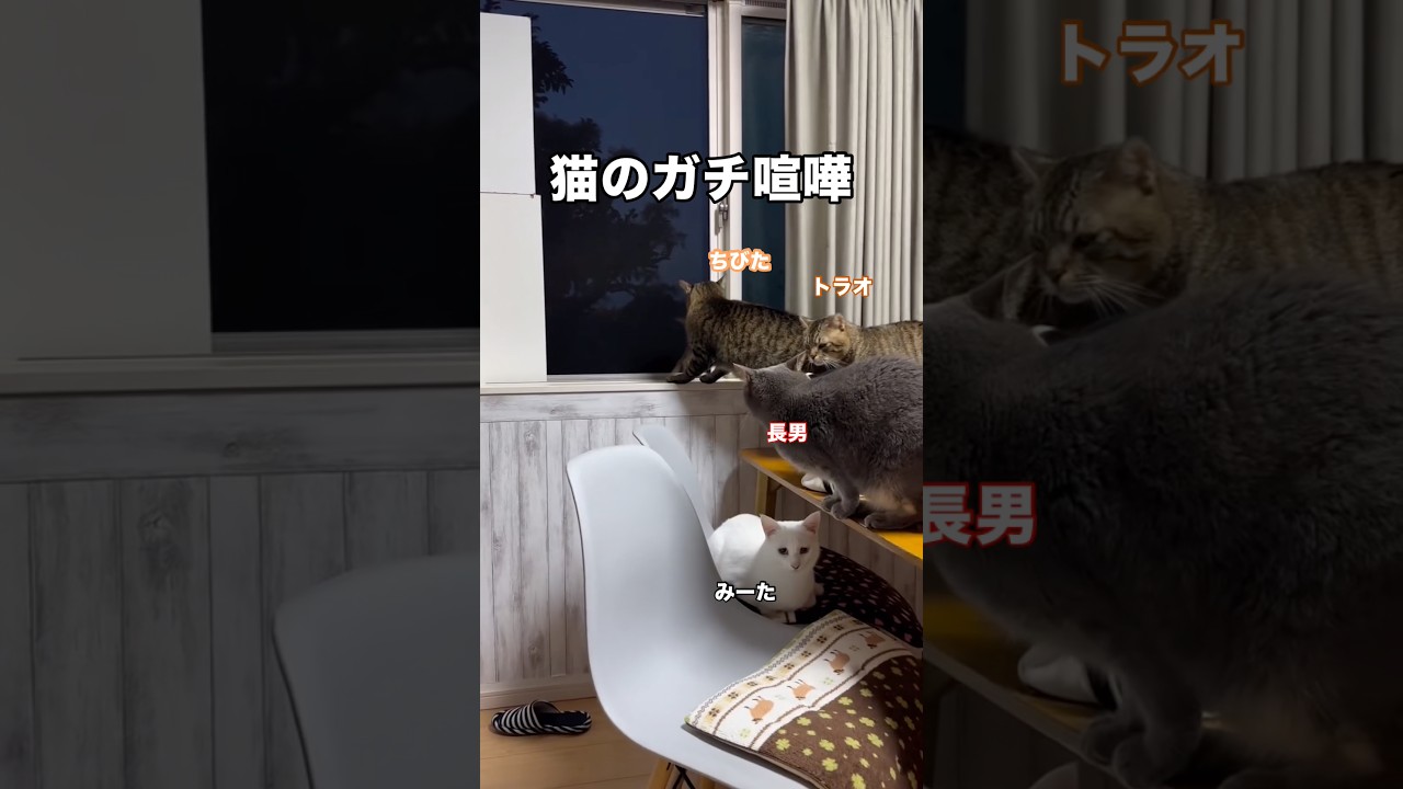 猫たちの会話をお楽しみください。 #猫 #野良猫 #保護猫 #shorts