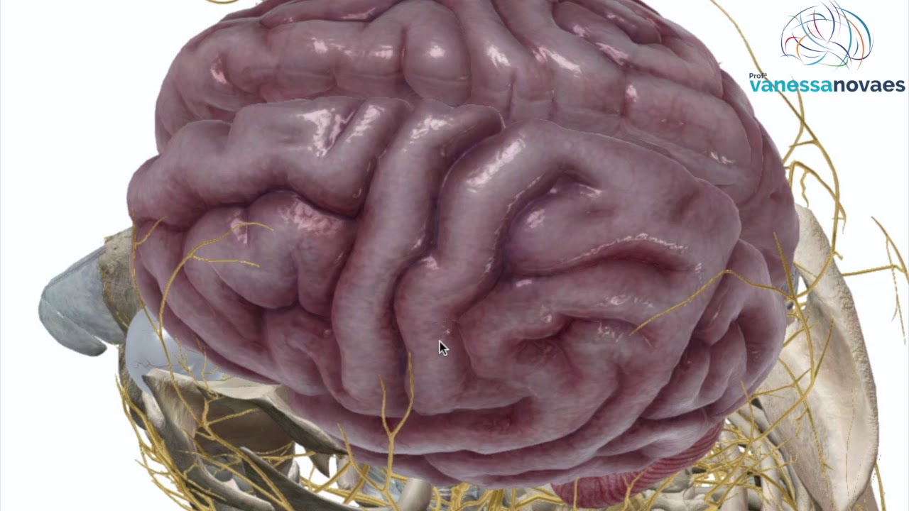 O cérebro sente dor??